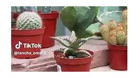 Our succulents and cacti selection is... - Lanoha Nurseries