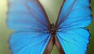 How the Morpho Butterfly gets its Iridescent Color