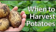 When to Harvest Potatoes - Simplest Method!