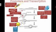 Promoters and Transcription (2016) IB Biology