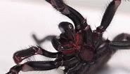 Largest male specimen of world's most venomous spider found in Australia | World News | Sky News