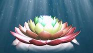 Lotus flower animation