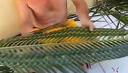 Making a fish with Palm Tree Leaf