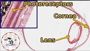 Eye Histology For Beginners - With Annotations!
