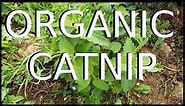 Organic Catnip: Harvest, Dry, and Process for Cats