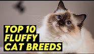 Top 10 Fluffy Cat Breeds: The Ultimate Snuggle Companions