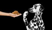 10 Dog Food Brands With Most Recalls Ever