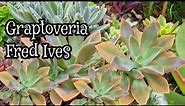 Graptoveria Fred Ives, a fast growing succulent . How to care ? How to propagate it? 300 subs! TYVM