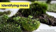 Identifying Moss.