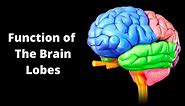 The 4 Lobes of the Brain What They Are and What They Do