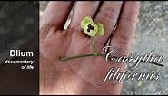 Laurel dodder (Cassytha filiformis) - part 3
