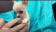 Apple head Chihuahua Puppies in Los Angeles CA | Sweetie Pie Pets by Kelly Swift