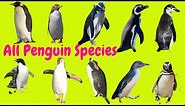 ALL CUTE PENGUIN SPECIES WITH NAMES A TO Z