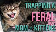 Reuniting a Feral Cat and Her Kittens!