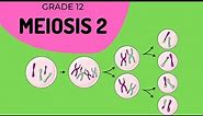 Meiosis 2 | Formation of gametes