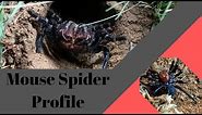 Spider Profile: How dangerous are Mouse Spiders?