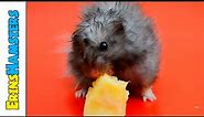 The Most Dramatic "Hamster Eating A Banana" Video You Will Ever See!