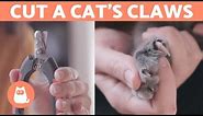 How to Cut a Cat's Nails? 🐱 STEP-BY-STEP Guide
