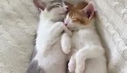 Kittens Sleep Together In Their Own Bed | The Dodo