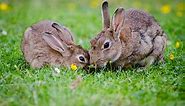 Facts About Grass and The Nutritional Benefits for Rabbits | Here Bunny
