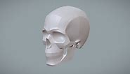 Shapes of the Human Skull - Buy Royalty Free 3D model by Shape Foundations (@VAA)