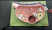 Ovary - Section Anatomy