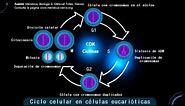 El ciclo celular