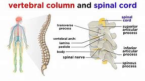 The Central Nervous System: The Brain and Spinal Cord