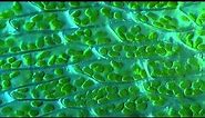 Moss Leaf / Hypnum cupressiforme - 1000x microscope