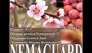 Nemaguard Peach, Prunus persica nemaguard, Tree Seeds on www.MySeeds.Co