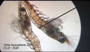 FINALLY! Avatar Aquatics Breeding Amano Shrimps Step by Step Walkthrough - 100% Success!