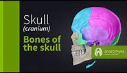 Skull (cranium) - Overview of the bones of the skull (Anatomyka app 3D model)