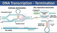 Transcription Termination in Prokaryotes & Eukaryotes | Biochemistry