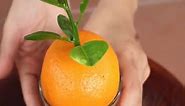 Check out how to Grow an Orange Tree From Oranges