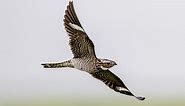 Common Nighthawk Identification, All About Birds, Cornell Lab of Ornithology