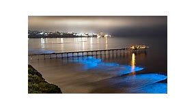 Bioluminescence in San Diego