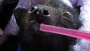 Baby Bat Shows Off His Tiny Teeth