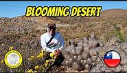 An Unforgettable Phenomenon in the World's Driest Desert, The Atacama 🇨🇱
