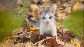 Beautiful Cats hd Wallpaper, Cute kitten Images