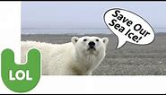 Polar Bears: Funny Talking Animals