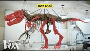 How scientists solved this dinosaur puzzle