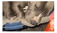 Ever slept with a sausage in your mouth? • Follow us: @pitbull.gorgeous ✅ 🎥: @ihatebeingadog • • #Pitbulladvocate #pitbullsofinstagram #pitbulls #pitbull #americanbully #rottweiler #canecorso #terrier #rescuedogsofinstagram #staffy #rescuedog #apbt #pitbullove #dontbullymybreed #pit #bullybreed #amstaff #staffordshirebullterrier #staffiesdaily #pitbullmom #bullies #pitbullpride #rednose #bluenose #pitbullpuppies #dogs_of_instagram #dogoftheday #love #instagood #happy | Pitbull Gorgeous