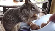 Watch this AND LAUGH ALL DAY - Funny SQUIRREL compilation