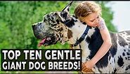 TOP 10 GENTLE GIANT DOG BREEDS!