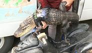 Woman may have to get rid of motorcycle-riding pet alligator