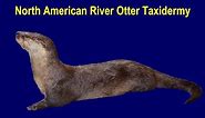 North American River Otter Taxidermy - Skinning, Part 1