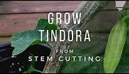 How To Grow Ivy Gourd from cuttings. Growing Tindora plant.