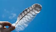 8 Black and White Feather Spiritual Meanings: Good Luck?