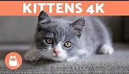 KITTENS 4K |Cute KITTEN VIDEOS in 4K 🧡