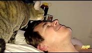 Best Funny Cats Waking Up Owners 2020